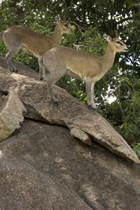 klipspringer